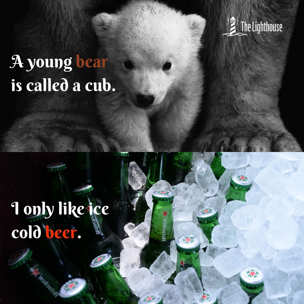 bear vs. beer