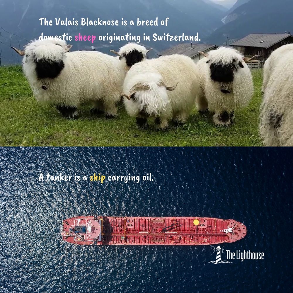 ship vs sheep