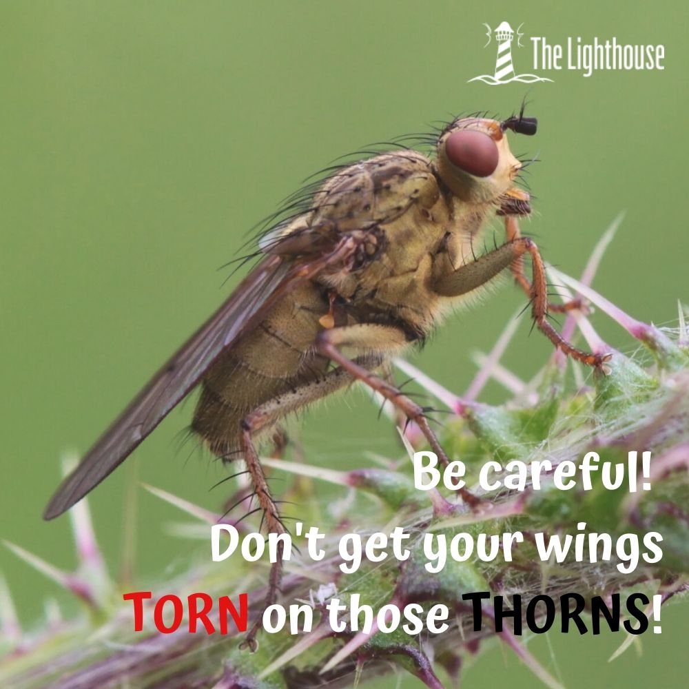 TORN vs THORN